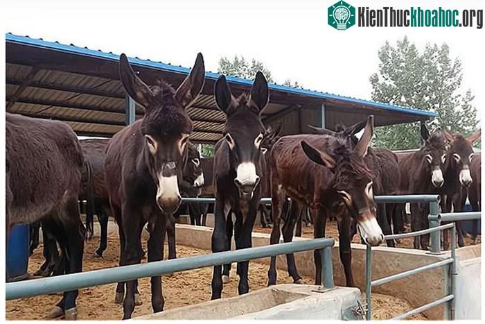Giá thịt và da lừa không hề rẻ nhưng nhiều người từ chối nuôi chúng để làm kinh tế.