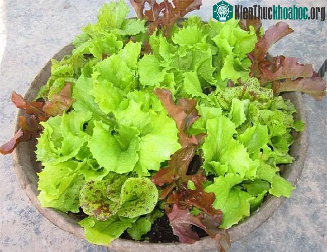 Xà lách có tác dụng trị khô, tiêu đờm, giảm ho vào mùa đông...