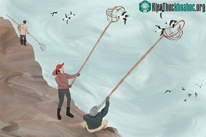 Cuối mùa Xuân, người Inuit tích cực vợt bắt chim Dovekie.