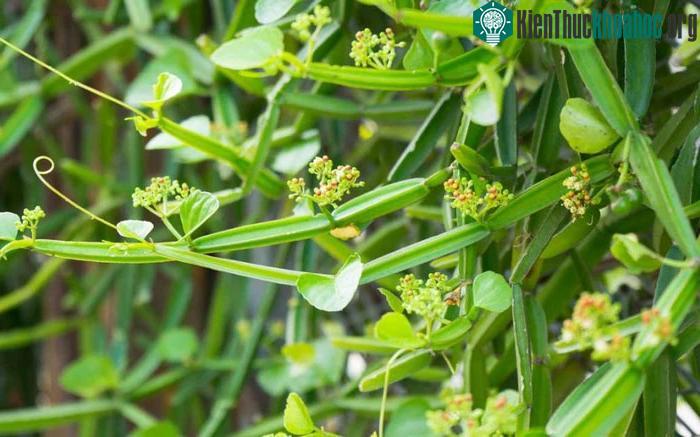 Cây hồ đằng bốn cánh có nhiều lợi ích sức khỏe tiềm năng.
