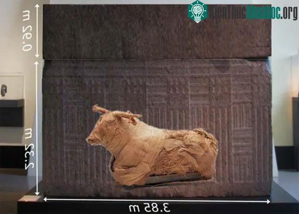 So sánh kích thước của xác ướp một con bò đực và một chiếc quan tài Serapeum