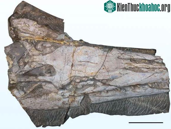 Một mảnh hóa thạch tinh xảo từ con quái vật