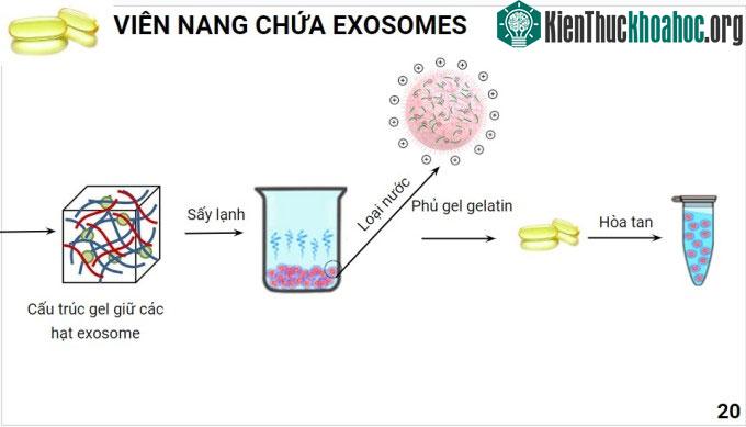 Một phần quy trình chế tạo viên nang chứa exosome của nhóm.