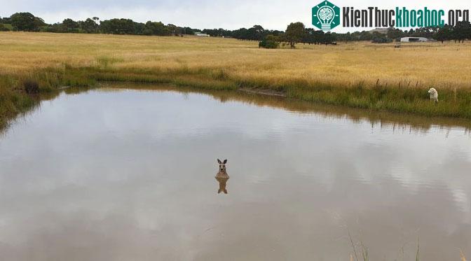 Khoa học giải thích "mối thù" giữa kangaroo và chó ảnh 1