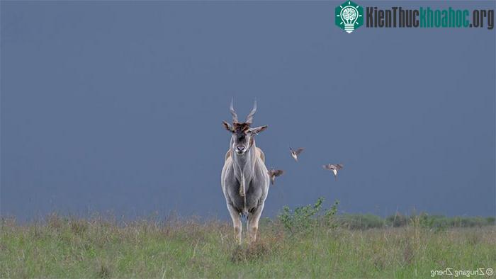 Những đàn linh dương Eland đôi lúc có thể lên tới 500 cá thể.