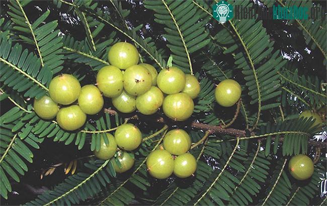 Quả mắc kham có nhiều cách chế biến khác nhau.