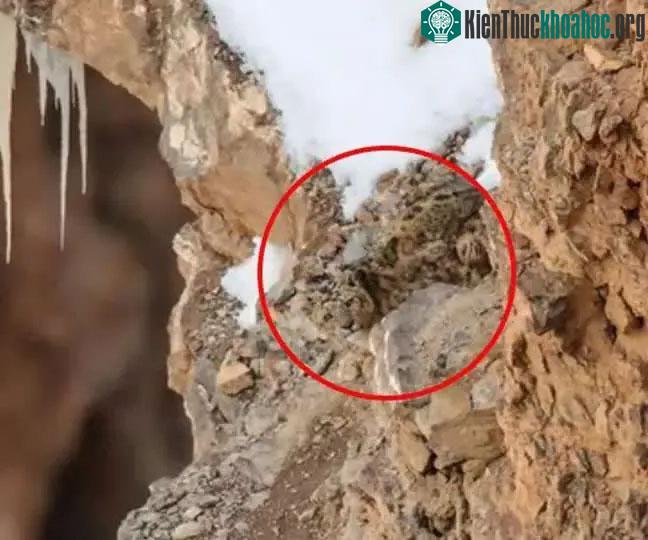 Báo tuyết có thể được nhìn thấy ở ngay giữa, phía bên trái của hình ảnh.