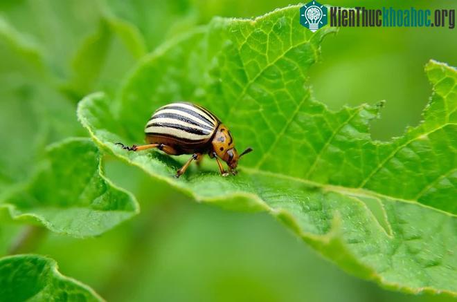 Cây cối cũng có khả năng giao tiếp với nhau.