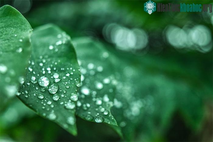 Ánh sáng có thể làm nước bay hơi mà không cần nhiệt.