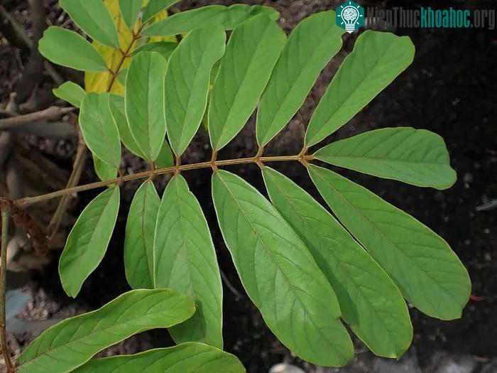 Rễ cây thuốc cá có thể được dùng làm nguyên liệu điều chế thuốc tẩy giun