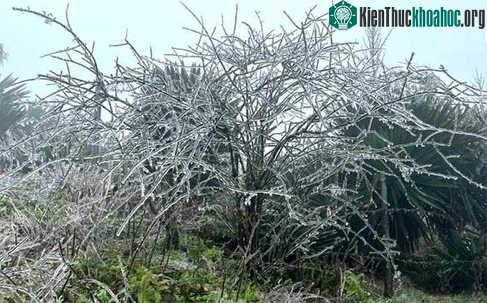 Sáng sớm nay, nhiệt độ ở Mẫu Sơn (Lạng Sơn) xuống âm 2,2 độ C.