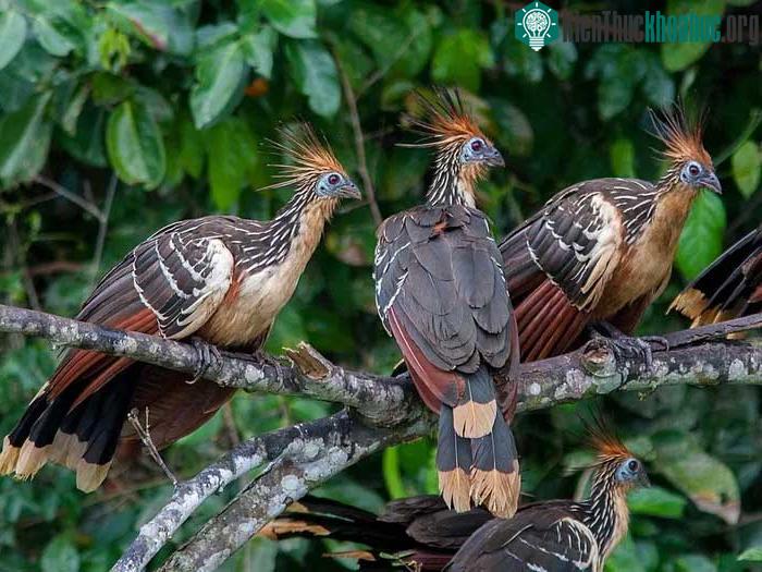 Gà móng sống thành đàn và làm tổ theo đàn nhỏ.