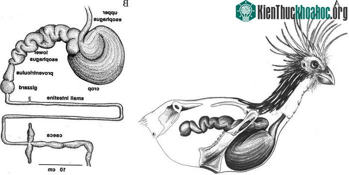 Hệ thống tiêu hóa của gà móng độc nhất vô nhị trong các loài chim.