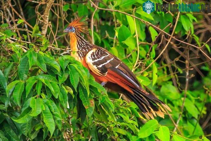 Chúng thường đẻ hai hoặc ba quả trứng trong một cái tổ hình que trên cây treo trên mặt nước