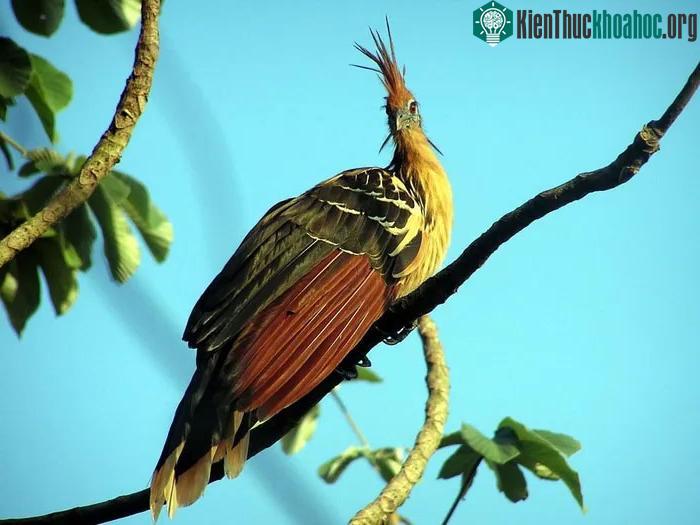 Là một loài chim ồn ào, gà móng tạo ra nhiều loại tiếng kêu khàn khàn