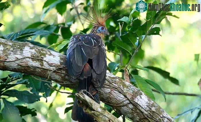 Hiện tại, gà móng có nguy cơ suy giảm do mất môi trường sống