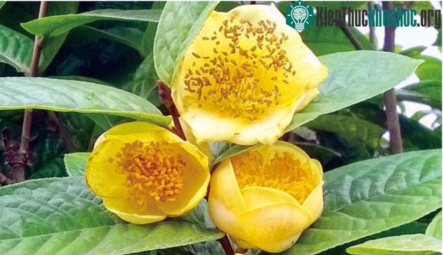 Loài cây này rất đặc biệt, chúng chỉ thích hợp với những khu vực đồi núi