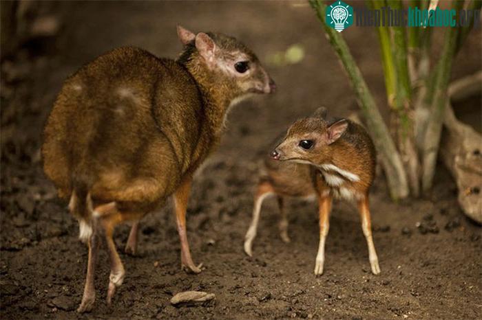Loài thú này lần đầu tiên được biết đến và mô tả bởi các nhà khoa học vào năm 1910