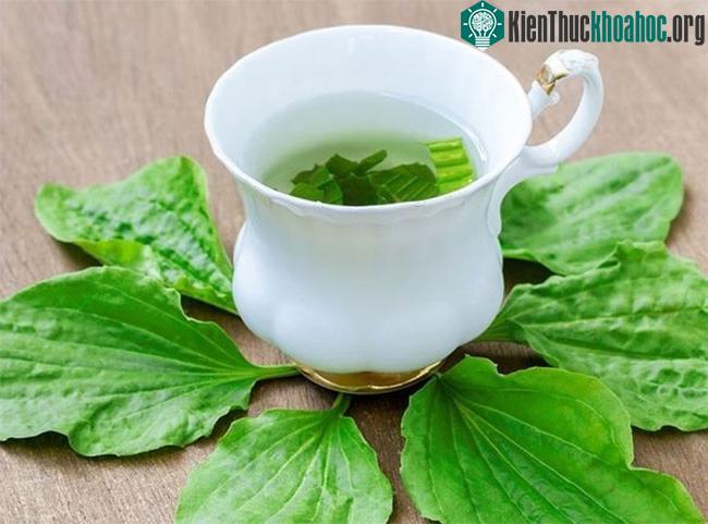 Không sử dụng cây mã đề quá thường xuyên hay sử dụng với mục đích giải khát.