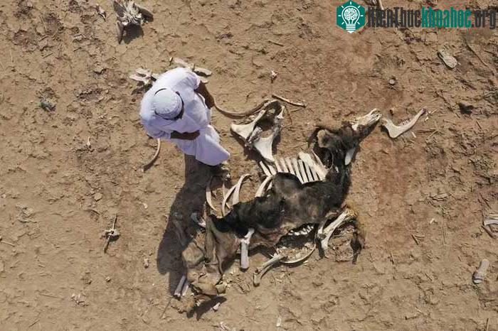 Một nông dân bên cạnh xác một con trâu chết do hạn hán và nhiễm mặn ở đầm lầy Basra, Iraq.