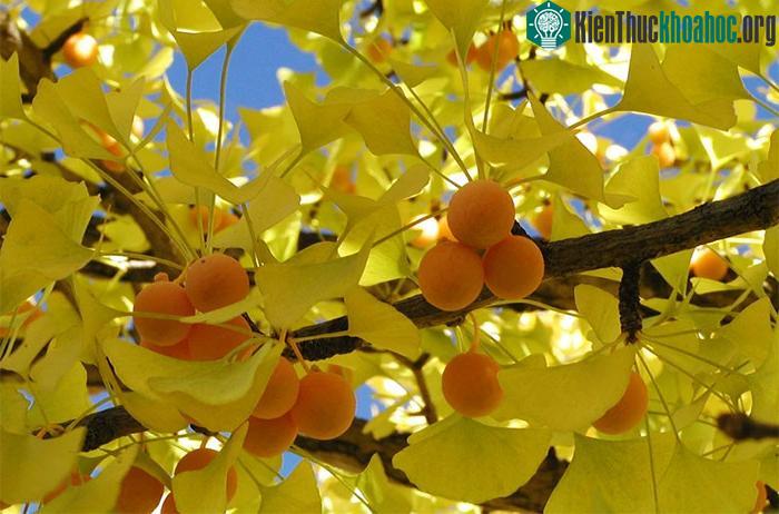 Nhờ có đặc tính chống oxy hoá nên bạch quả có thể ngăn ngừa được nhiều bệnh lý ở mắt