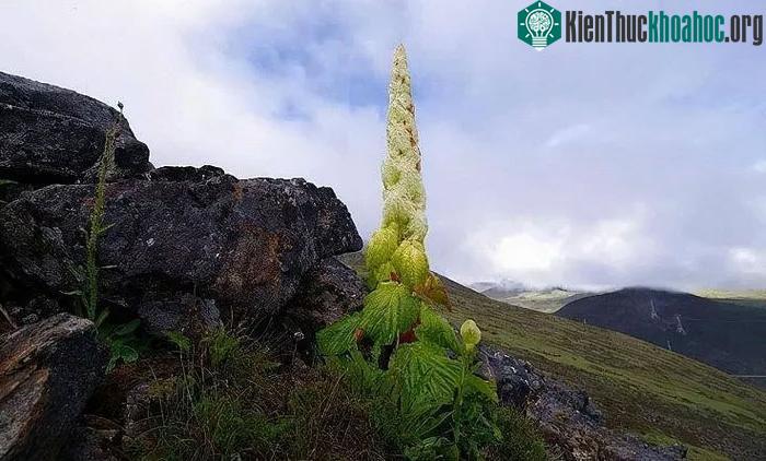 Người dân ở đây xem loài cây này không khác gì một báu vật.