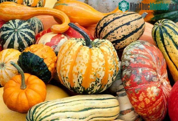 Các loại bí cũng là thành phần thường thấy trong chế độ ăn của người dân đảo Nicoya.