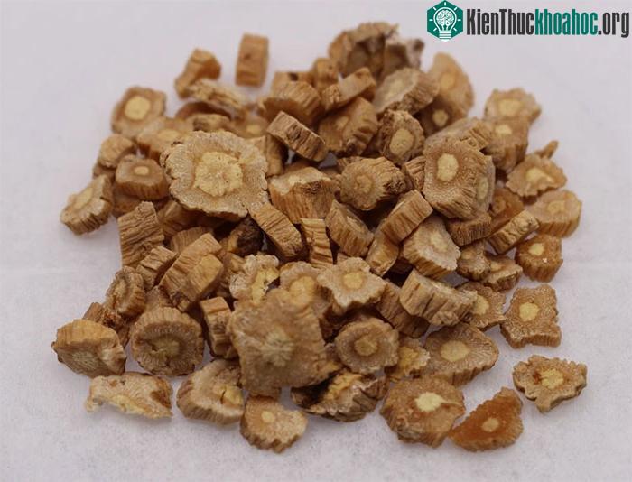 Đảng sâm có thể giúp tăng cường miễn dịch.