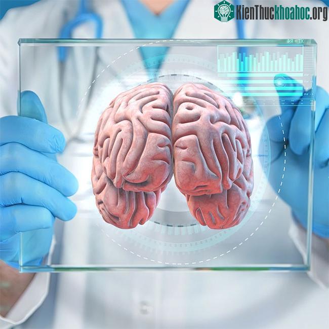 Thí nghiệm cấy ghép não: Sự phát triển của mô não người gây ra những thay đổi hành vi ở chuột ảnh 2