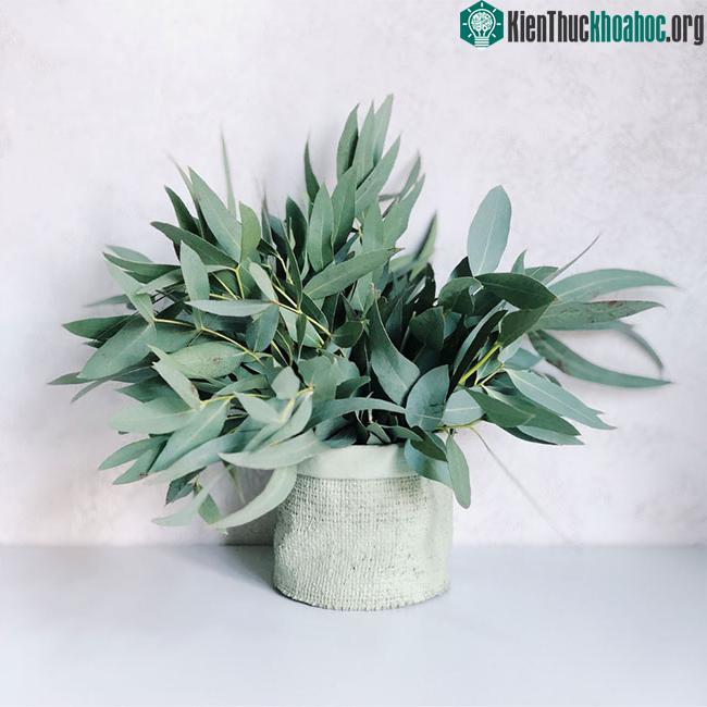 Chiết xuất lá bạch đàn có thể giúp cải thiện sức khỏe răng miệng