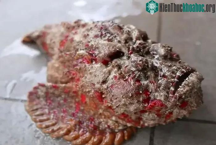 Loại cá này rất giàu protein.