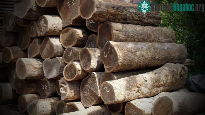 Màu sắc của gỗ có xu hướng tối dần theo thời gian.