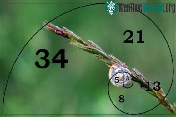 Chúng ta có thể thấy dãy Fibonacci ở mọi thứ xung quanh chúng ta.