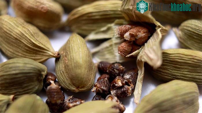 Bạch đậu khấu có nhiều công dụng trong ẩm thực và giúp cải thiện nhiều vấn đề sức khỏe.