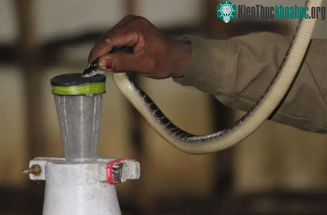 Các công ty ở Ấn Độ sản xuất 8 triệu lọ thuốc kháng nọc độc mỗi năm