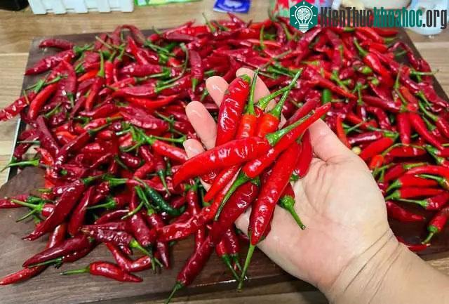 Nên loại bỏ những quả ớt sâu hỏng để không bị ngấm nước khi rửa.