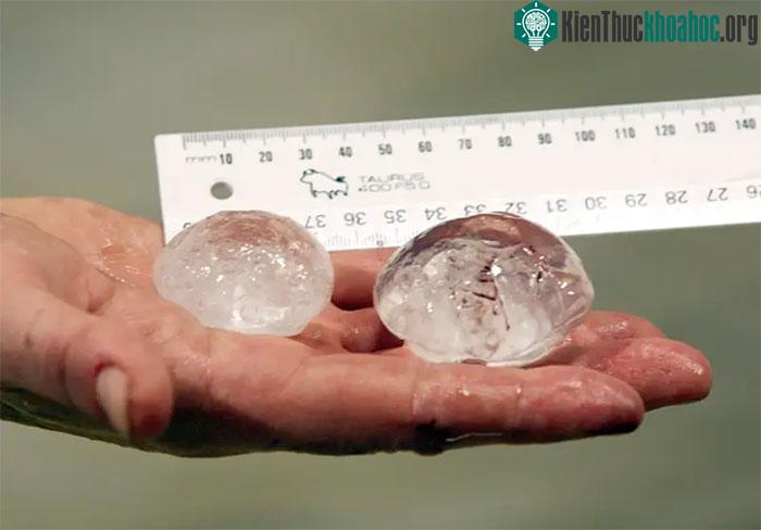 Động vật nhìn thế giới như thế nào? ảnh 2