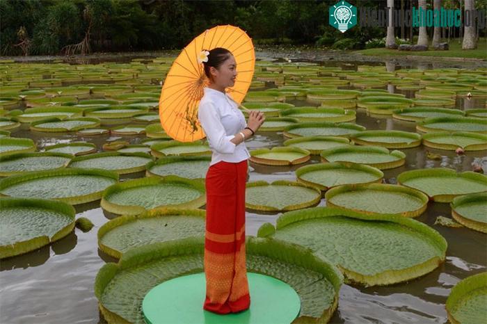 Hoa súng Amazon phát triển mạnh ở những vùng ngập nước theo mùa