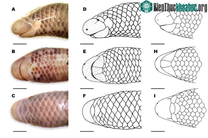Lớp vảy ở đầu của thằn lằn mù Ninh Thuận