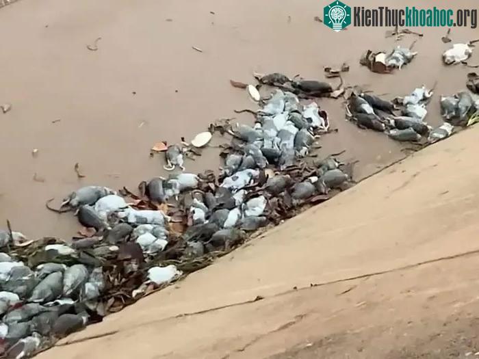 Xác những con chuột lông dài bị dạt vào bờ biển.
