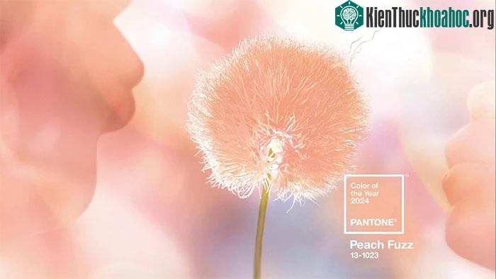 Peach Fuzz là màu phù hợp với thời điểm chúng ta đang sống.