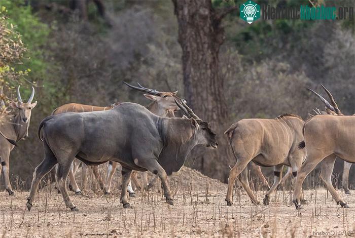 Linh dương Eland là loài du mục