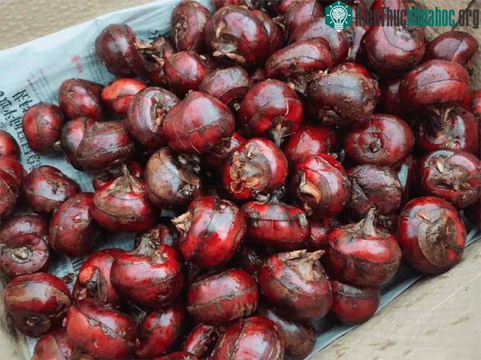 Củ mã thầy