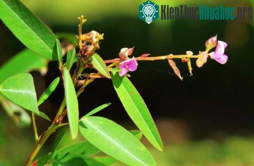 Cận cảnh hoa của loài cây biết "nhảy múa".