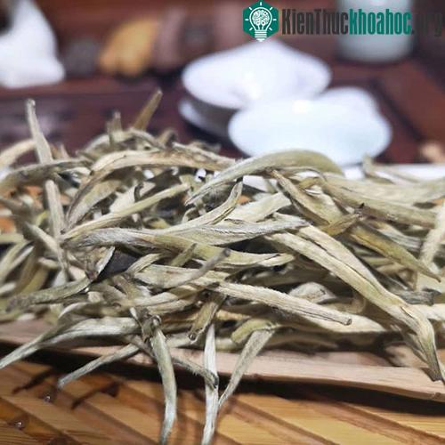 Độc lạ loài cây nghìn năm tuổi ở Việt Nam: Chỉ còn 60 gốc, giá thành phẩm 680 triệu đồng/kg! ảnh 3