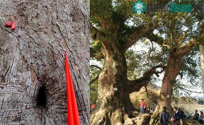 Hiện tượng này có khả năng liên quan đến quá trình sinh trưởng của cây long não cổ thụ