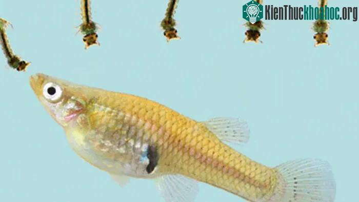 Một con cá muỗi có thể ăn 40-100 bọ gậy mỗi ngày