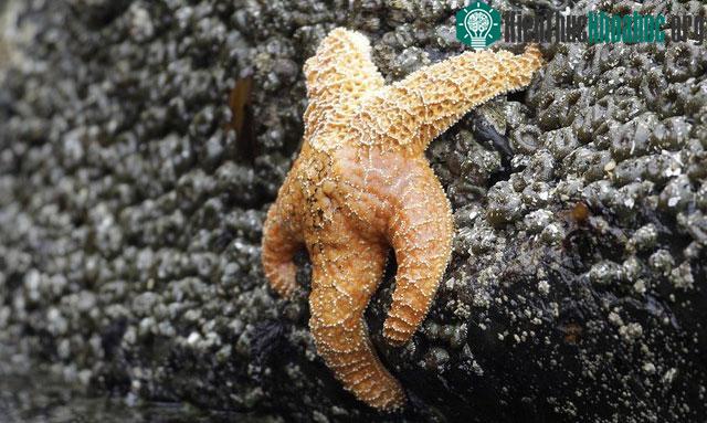 Sao biển có thể sinh sản thông qua quá trình phân chia.