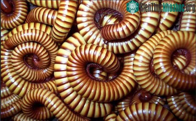 Bầy rết này khiến các chuyến tàu địa phương phải dừng hoàn toàn 8 năm một lần.