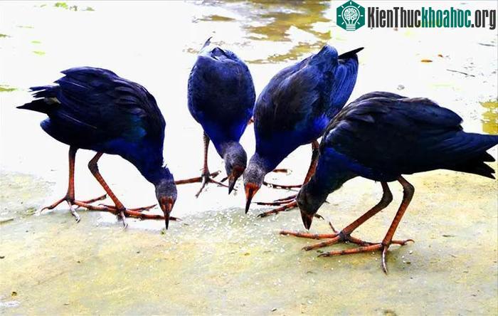 Chim trích cồ được nuôi thả chứ không nhốt trong chuồng.&nbsp;